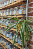 close up kitchen shelf kilner mason jar pantry shelving industrial style on brick wall background